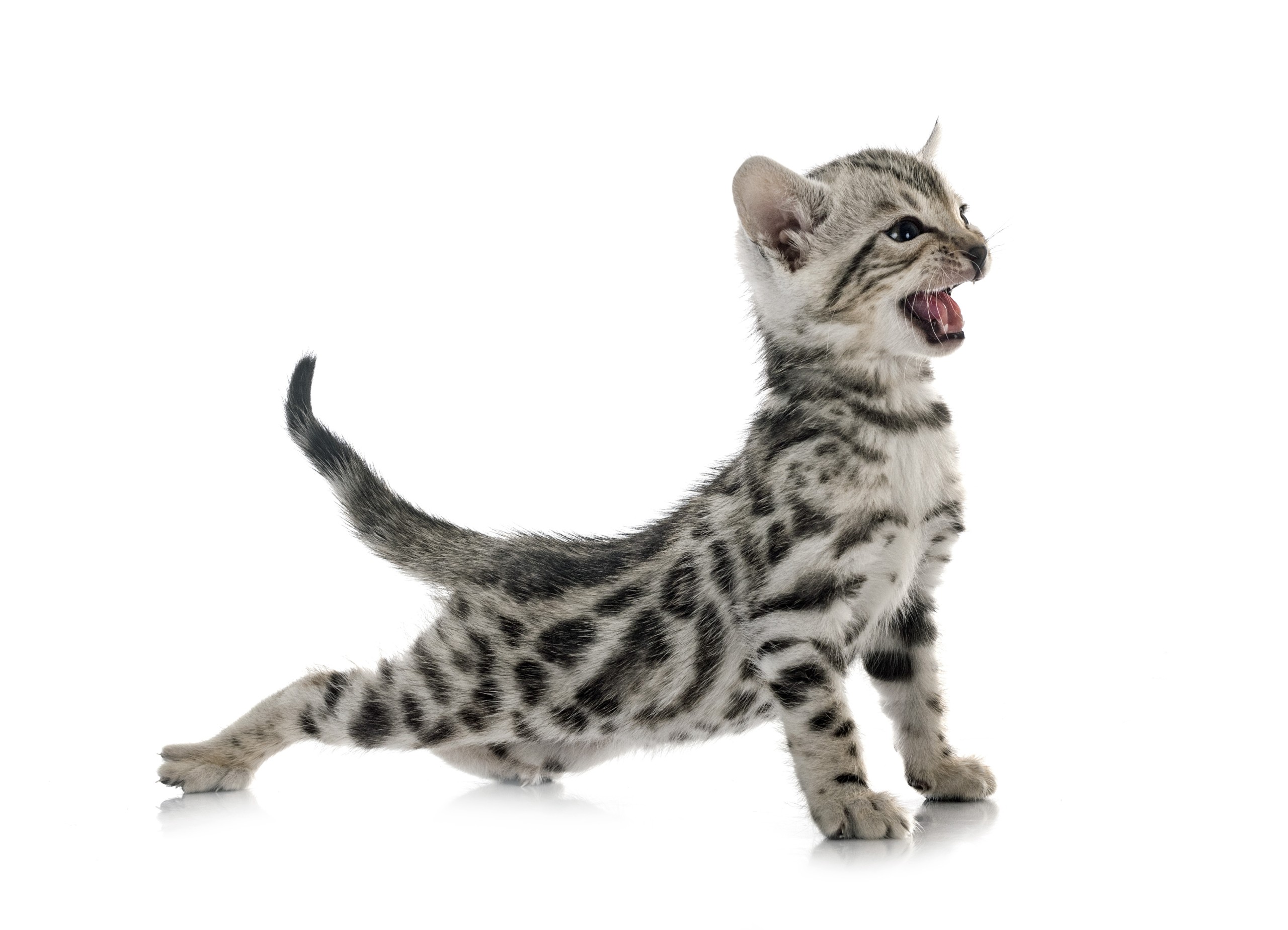 bengal kitten stretching Debt Stretching Your Limits